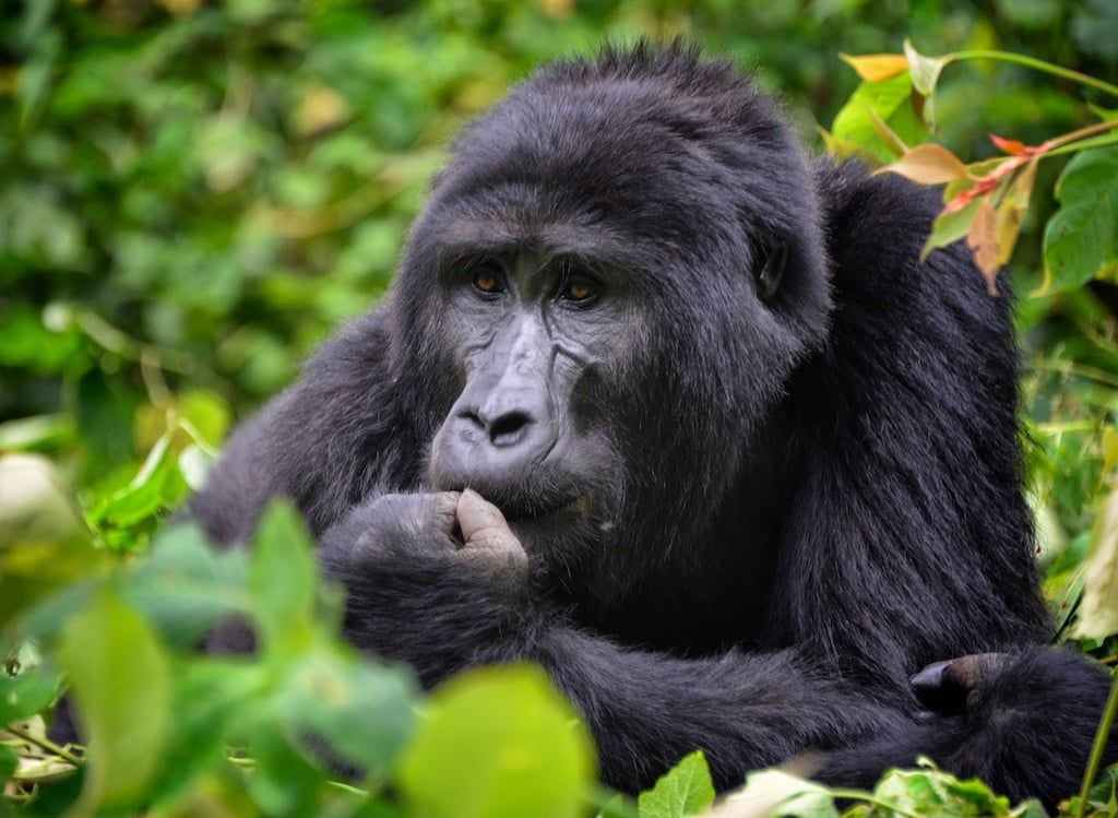 A mountain gorilla rests thoughtfully amidst lush green foliage in Bwindi Impenetrable National Park, Uganda.