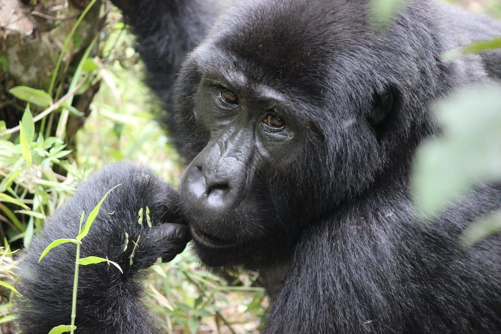 Ein Berggorilla ruht zwischen üppigem grünem Bewuchs im Bwindi-Impenetrable-Nationalpark.