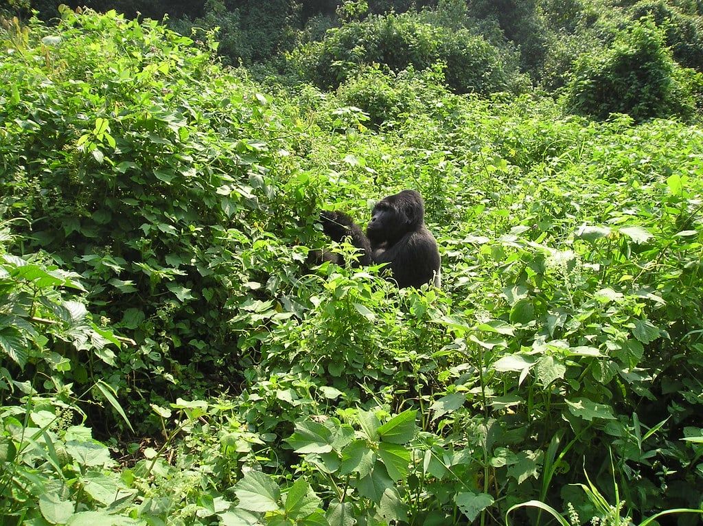 Ein Berggorilla sitzt umgeben von der dichten, üppig grünen Vegetation des Bwindi-Impenetrable-Nationalparks.