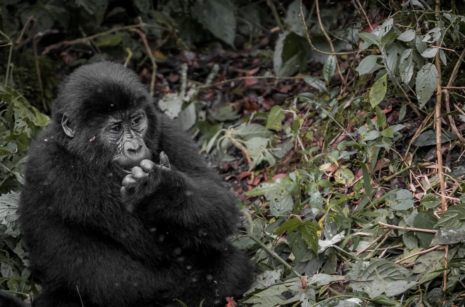 Ein junger Berggorilla sitzt inmitten dichten grünen Blattwerks im Bwindi-Impenetrable-Nationalpark.