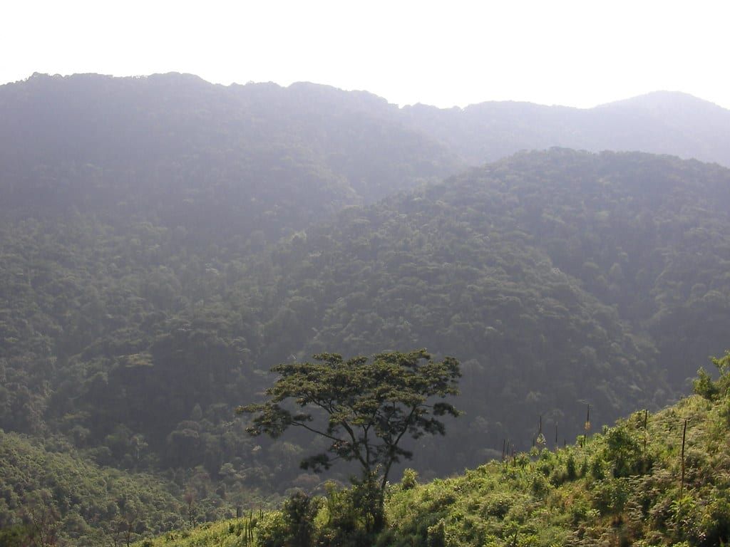 Ein einzelner Baum blickt über die üppigen, dicht bewaldeten Bergkämme des Bwindi-Impenetrable-Nationalparks.