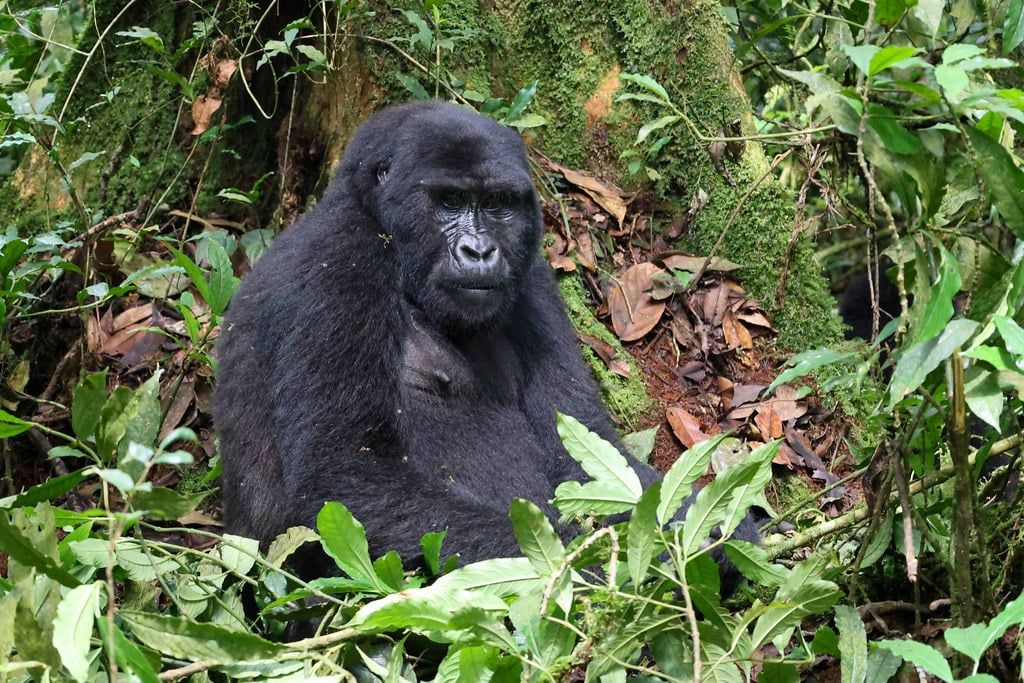 A wild mountain gorilla sits surrounded by lush green foliage and a moss-covered tree in Bwindi Impenetrable National Park.