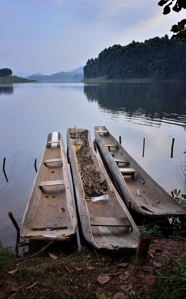 Three wooden dugout canoes moored along the calm shores of Lake Bunyonyi near Bwindi Impenetrable National Park.