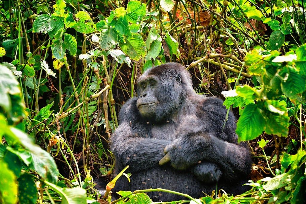 A mountain gorilla sits with arms crossed amid dense green jungle foliage in Bwindi Impenetrable National Park.