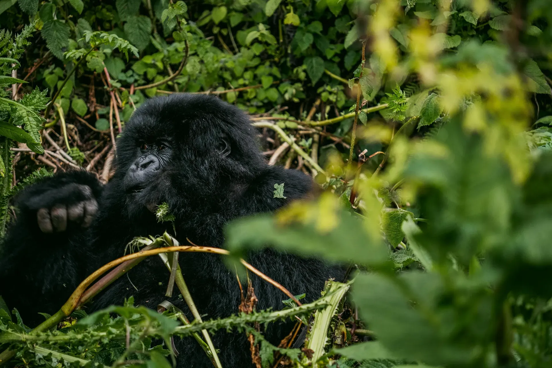 Bwindi-Impenetrable-Nationalpark