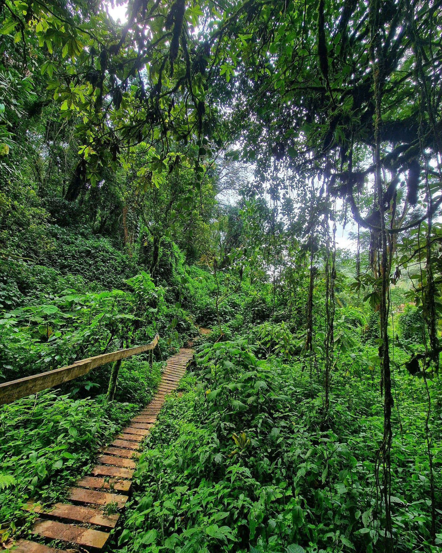 Bwindi-Impenetrable-Nationalpark Aussicht
