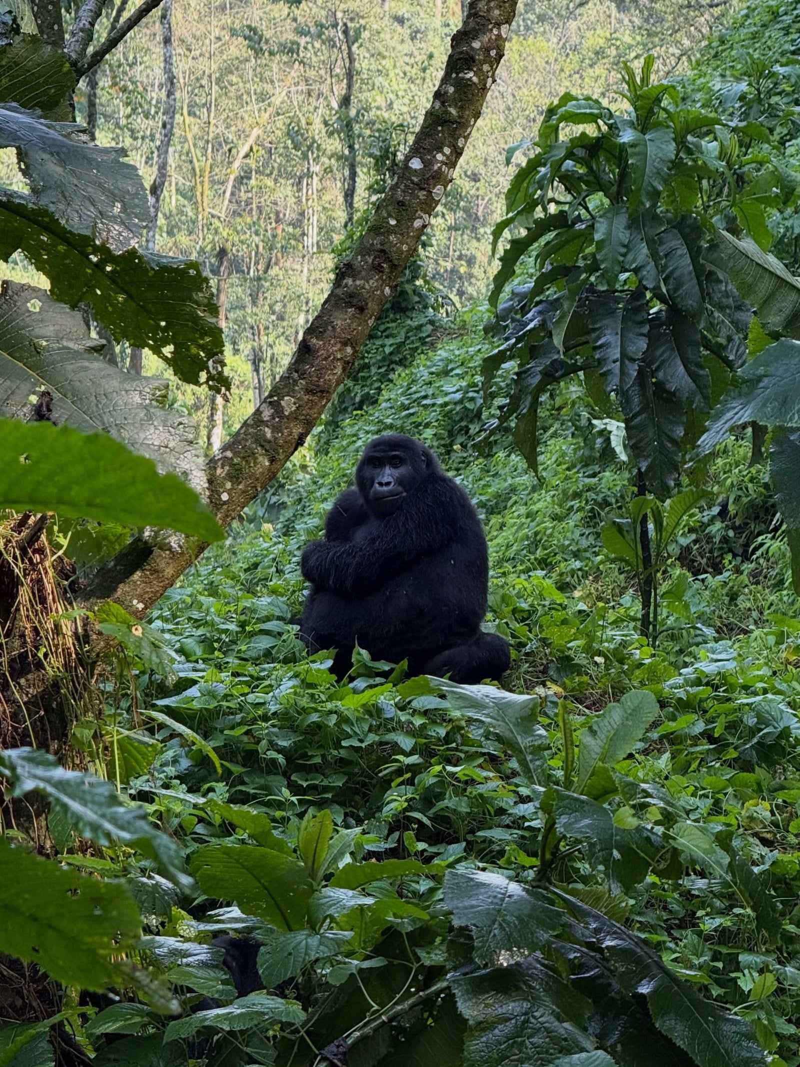 Bwindi-Impenetrable-Nationalpark Aussicht