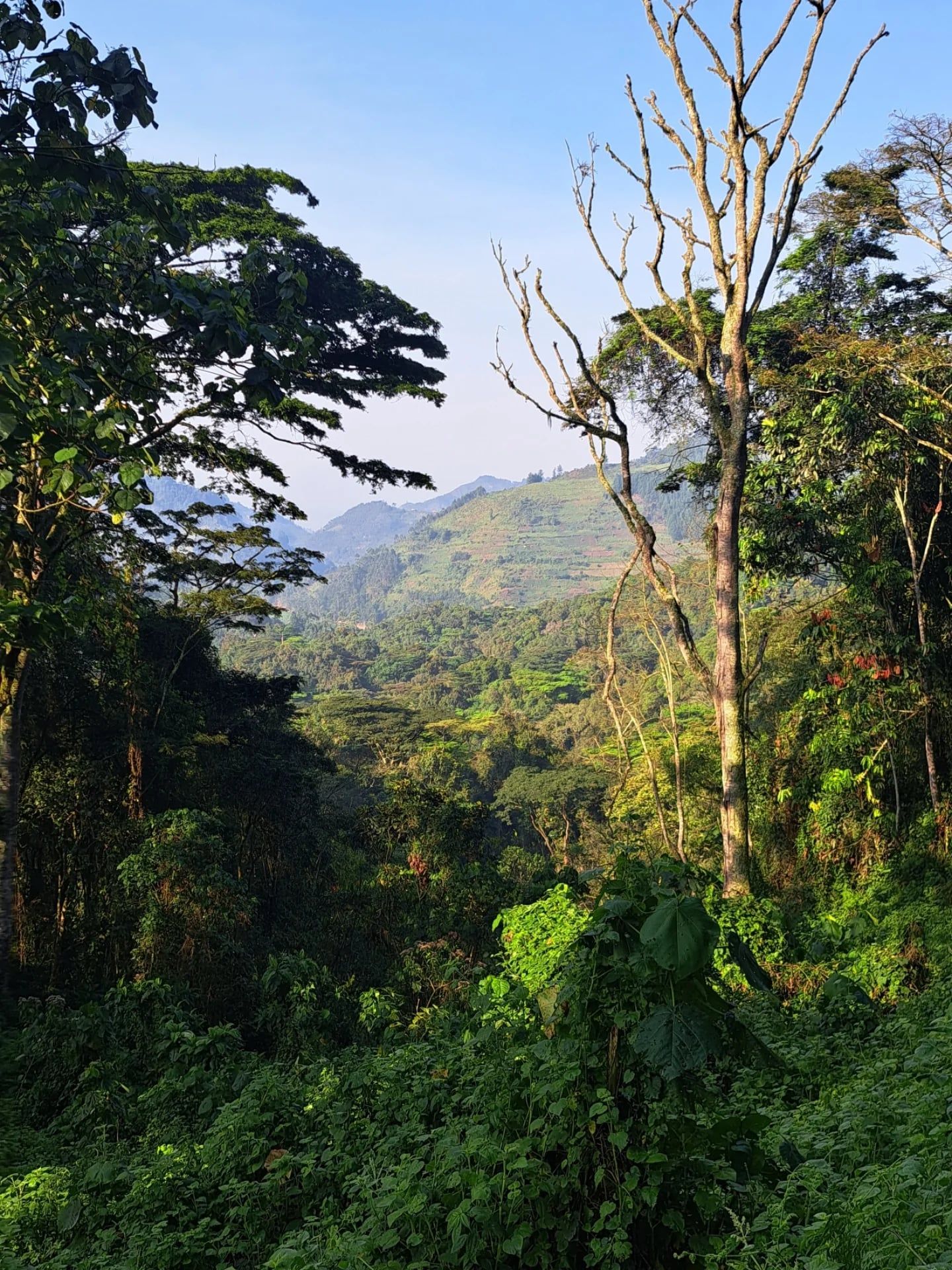 Bwindi-Impenetrable-Nationalpark Aussicht