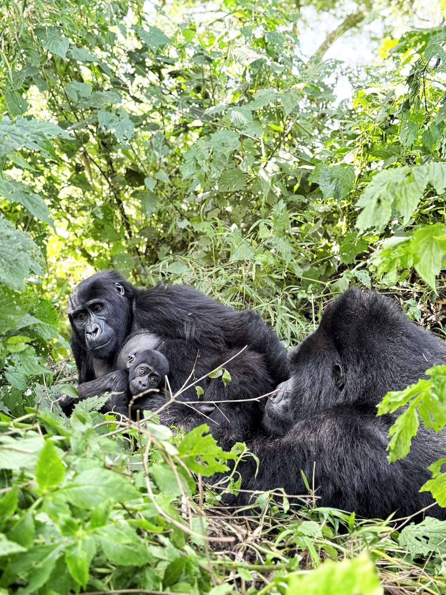 Bwindi-Impenetrable-Nationalpark Aussicht