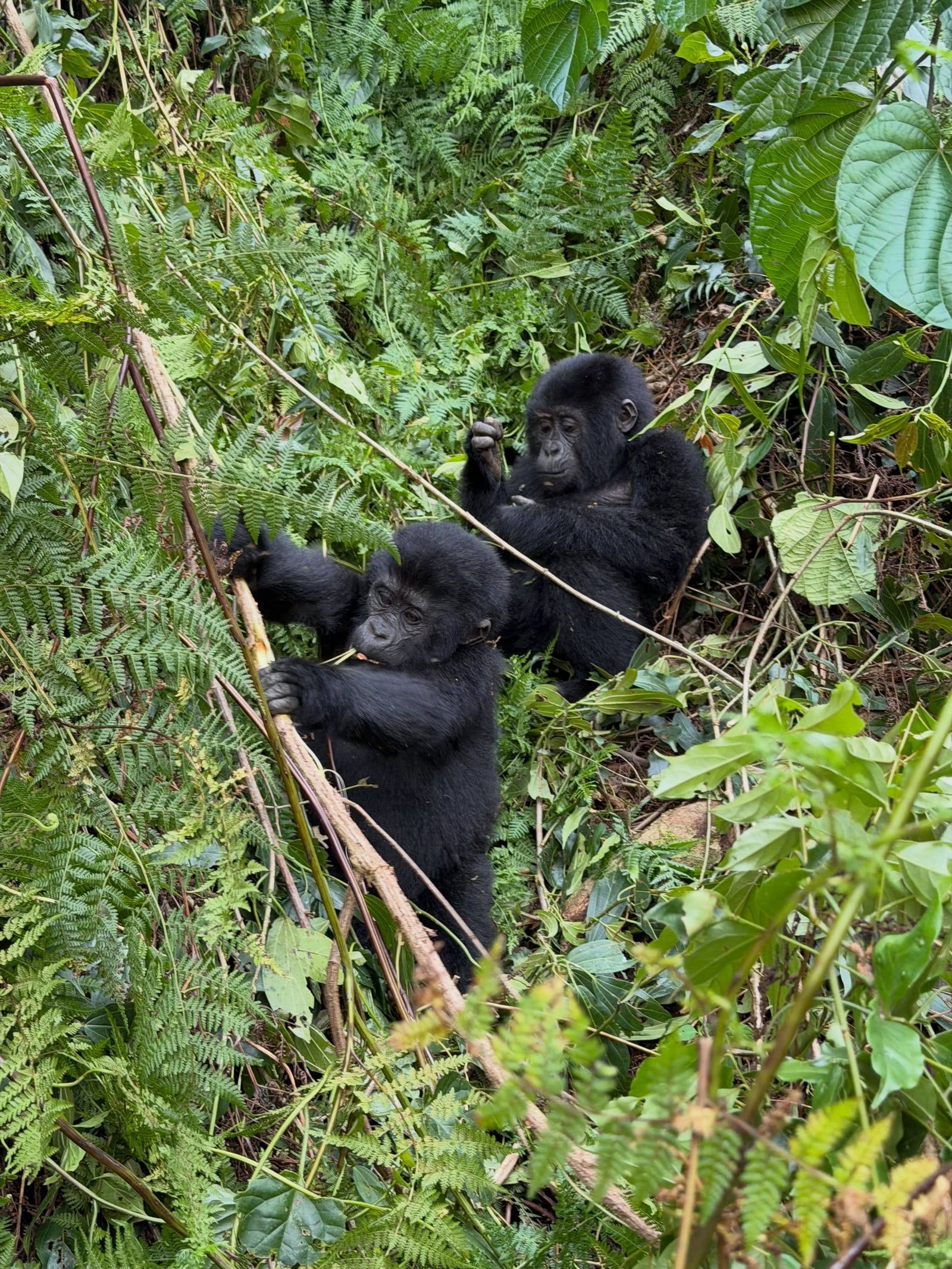 Besucherfoto einer Bwindi-Impenetrable-Nationalpark Tour