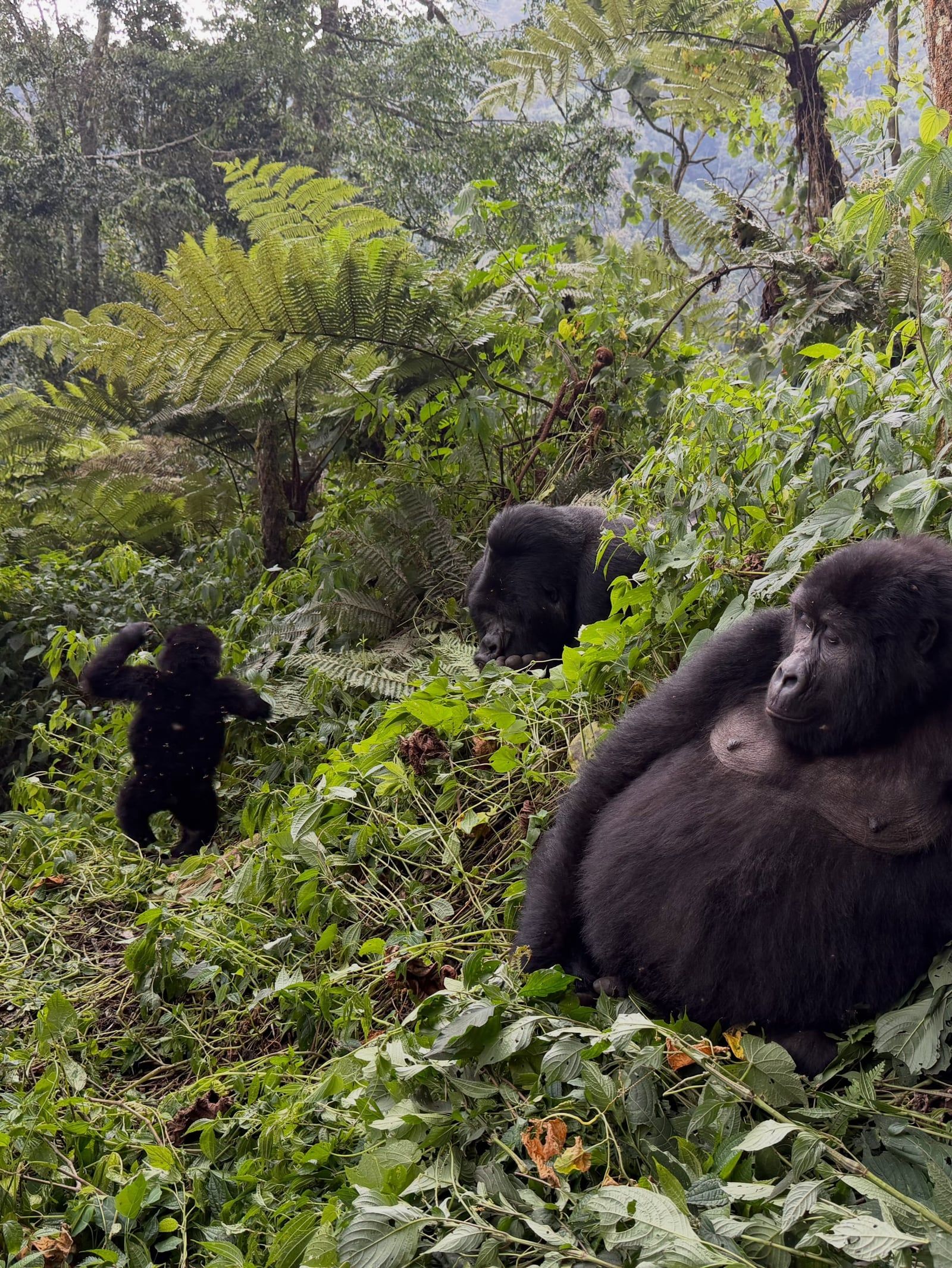 Besucherfoto einer Bwindi-Impenetrable-Nationalpark Tour